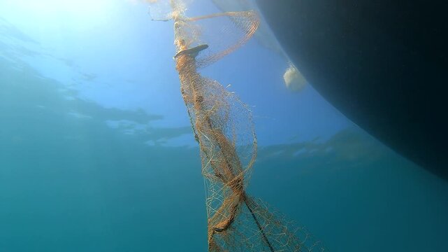 Dead fish hangs trapped in a submerged net underwater in a grim bycatch scene in natural habitat.