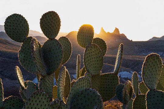 Prickly pear cactus at Sunrise near mule ears in big bend national
