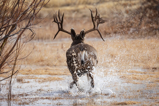 Mule Deer Buck running through shallow Water at bosque del apache