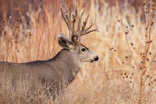 Mule Deer Buck with double drop tine antlers in New Mexico desert