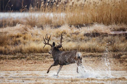 Mule Deer Buck running through water at bosque del apache
