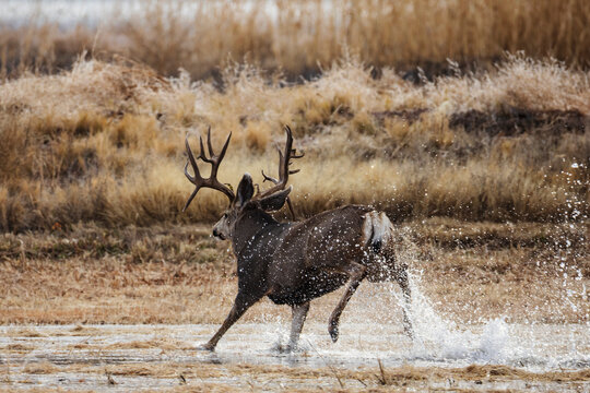Mule Deer Buck running through Water at bosque del apache New Mexico