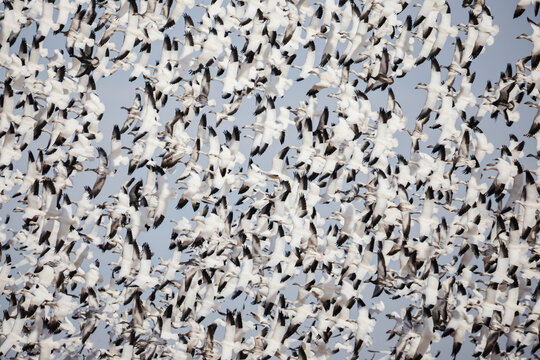 Snow geese flock in flight at New Mexico waterfowl complex