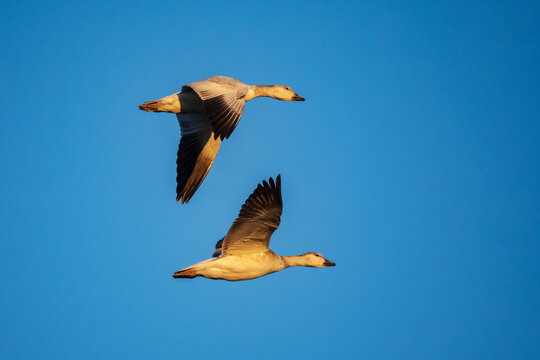 Two Snow Geese in Flight over ladd s gordon waterfowl complex