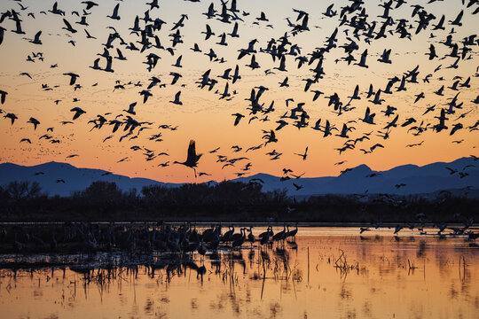 Sandhill Cranes and Snow Geese landing
