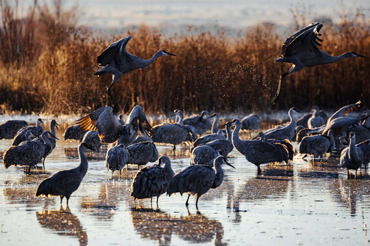 Sandhill cranes taking off from a roosting pond in New Mexico wetland