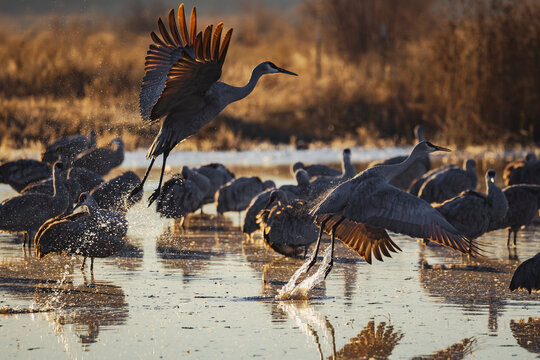 Sandhill cranes taking off from a roosting pond in New Mexico wetland