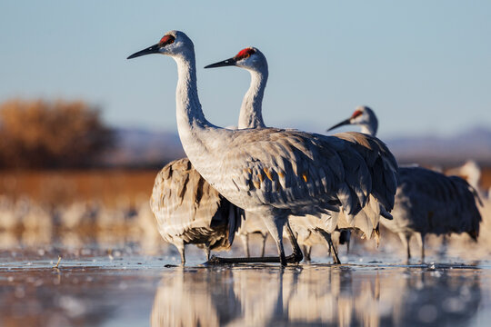 Sandhill Cranes roosting in a Pond at ladd s gordon waterfowl complex