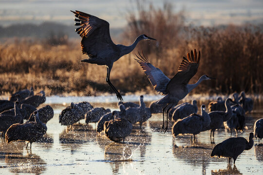 Sandhill cranes taking off from a roosting pond