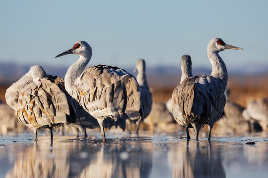 Sandhill Cranes roosting in a pond at ladd s gordon waterfowl complex