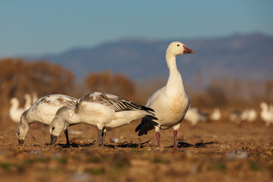 Snow goose family foraging at waterfowl complex