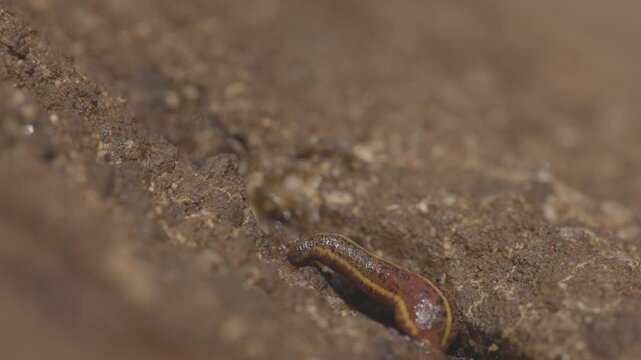 Brown land leech, Haemadipsa zeylanica crawling over wet rocks in slow motion, detailed view of leech in tropical forest environment of Sri Lanka, natural wildlife. ProRes 422 10 bit, raw C-LOG video.