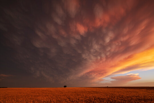 Mammatus clouds over wheat field at Sunset in windom kansas
