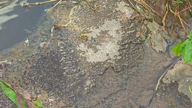 Wasps and bees drink from a muddy puddle in slow motion on the ground surface in natural habitat.