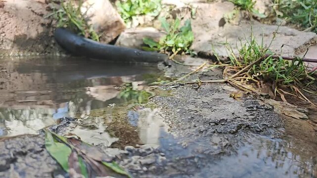 Wasp hovers and skims above a puddle in slow motion over wet ground texture in natural habitat.