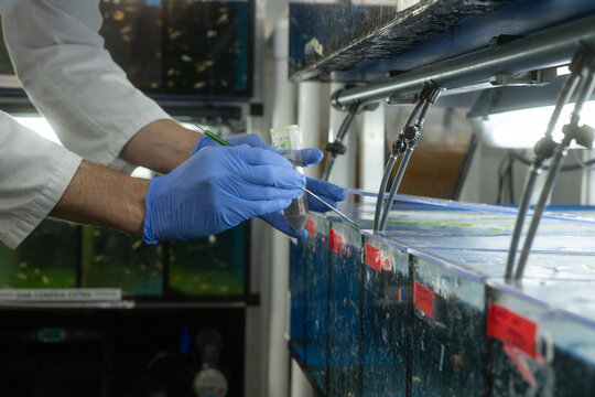 Scientist collecting water sample from aquarium tanks