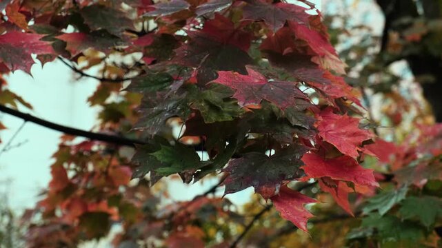 Fall background. Autumn wet red maple leaves swaying in wind in rainy weather