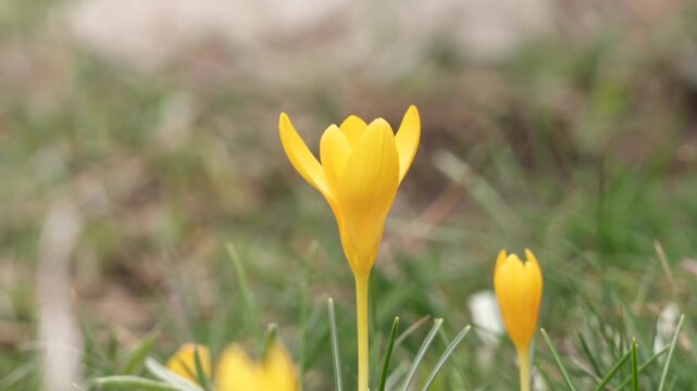 Close view of yellow crocus flowers blooming in green grass.