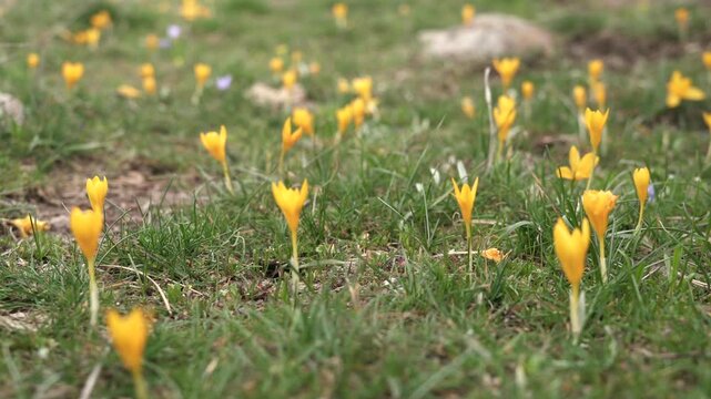 Yellow crocus flowers bloom across a grassy meadow in spring.
