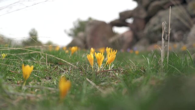 Yellow crocus flowers bloom in a grassy meadow near grazing animals.