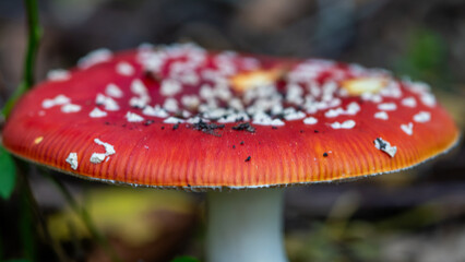 fly agaric mushroom © Photomyself