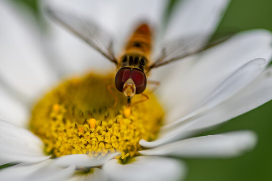 Marmalade hoverfly on daisy macro