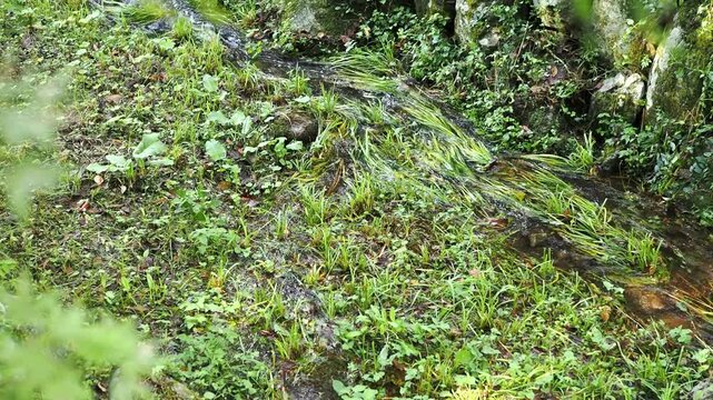 美山かやぶきの里を流れる恩谷川