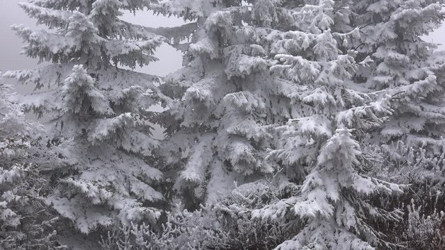 Hoarfrost covers pine leaves frozen branches with white rime texture in cold winter weather.