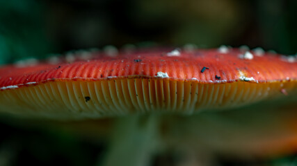 fly agaric mushroom cap macro © Photomyself