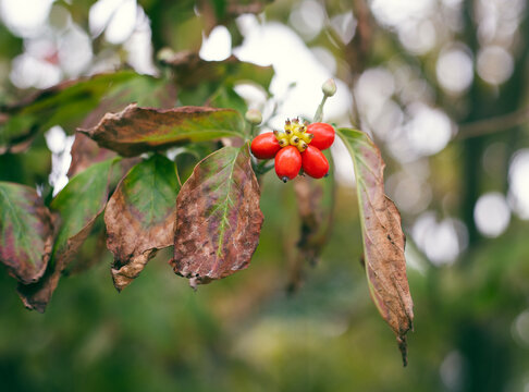 Bright red ripe cornus florida flowering dogwood tree berries with autumn leaves closeup.