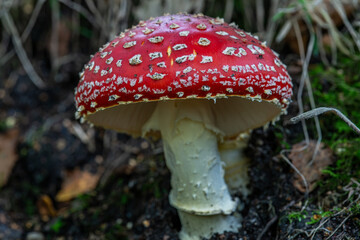 Fototapeta premium fly agaric mushroom