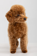 Adorable apricot Toy Poodle puppy sitting against white studio background © Natalja