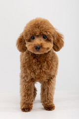 Adorable apricot Toy Poodle puppy sitting against white studio background © Natalja