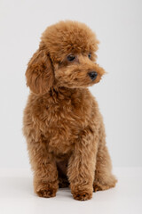 Adorable apricot Toy Poodle puppy sitting against white studio background © Natalja