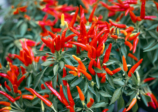 Bright red ornamental chilly chili pepper plant with green leaves in a garden closeup.