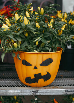 Yellow ornamental chili pepper plant in orange jack-o-lantern pumpkin pot for Halloween decoration.