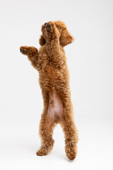 Adorable apricot Toy Poodle puppy sitting against white studio background © Natalja