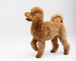 Adorable apricot Toy Poodle puppy sitting against white studio background © Natalja