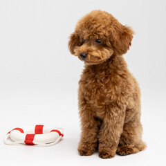 Adorable apricot Toy Poodle puppy sitting against white studio background © Natalja