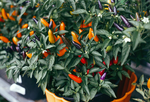 Close-up of vibrant red and orange ornamental pepper pods growing on a bush with dark purple-black leaves. Beautiful chili peppers ripening in a garden, selective focus natural background.