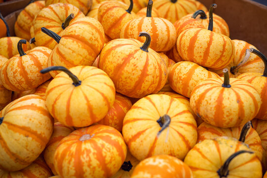 Background of small striped orange and yellow Lil Pump-Ke-Mon pumpkins for autumn decoration.