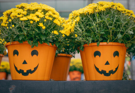 Two yellow chrysanthemum flowers in orange jack-o-lantern pumpkin pots for Halloween front porch decoration.