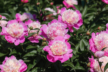 Bright pink peonies bloom in a lush garden during springtime © reddish