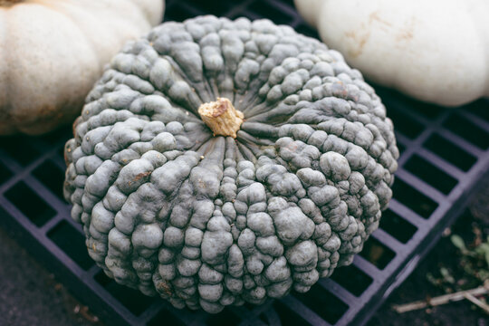 Single bumpy Marina di Chioggia sea pumpkin with wrinkled blue green texture on a market display closeup.