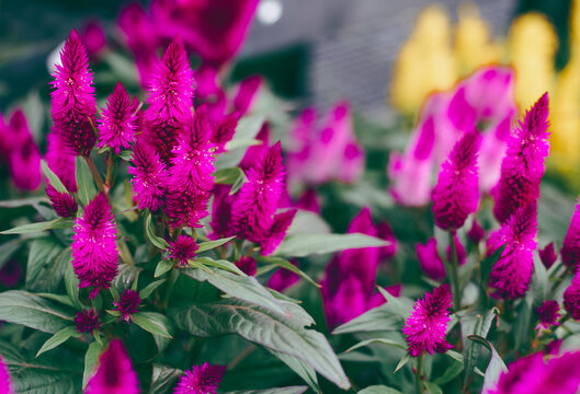 Bright magenta plume celosia flowers with green leaves in autumn garden closeup.