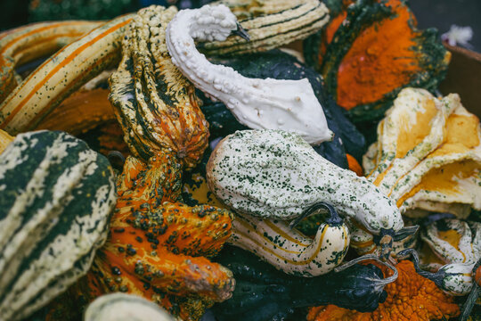 Pile of colorful autumn wings decorative gourds and warty pumpkins with bumpy texture closeup.