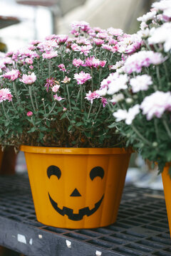 Pink chrysanthemum flowers in orange jack-o-lantern pumpkin planter pot for Halloween decoration