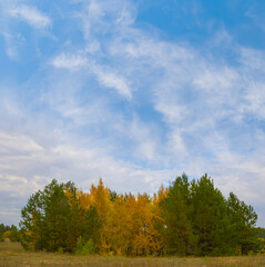 Fototapeta premium red autumn forest grove under a blue cloudy sky