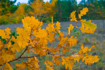 closeup red dry oak tree bramch in the forest, autumn outdoor scene © Yuriy Kulik
