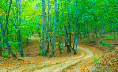 ground road among the autumn forest coverd by red dry leaves, peaceful outdoor seasonal scene © Yuriy Kulik